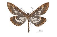 藏品(狹翅豹紋尺蛾)的圖片